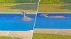 Inesperada sorpresa: venado irrumpe en una casa y nada en la piscina