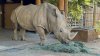Zoológico de Sacramento recibe por primera vez en su historia un rinoceronte blanco