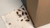 “Ya no duermo”: familia hispana con una recién nacida vive en un apartamento infestado de cucarachas