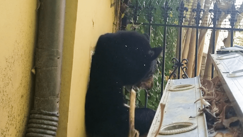 Bear with head and arm poking out of vent