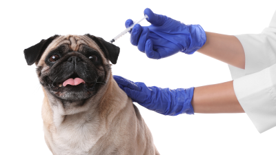 Organizan clínica de vacunación para perros en Stockton
