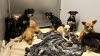 Rescatan a casi 40 perros chihuahua que vivían hacinados en una casa en Ceres