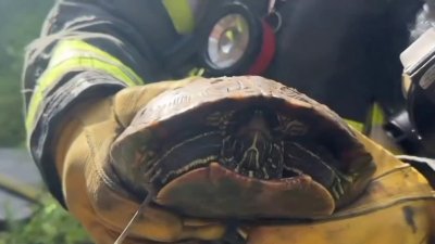 Bomberos rescatan a una tortuga de incendio en acasa abandonada en Sacramento