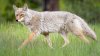 Advierten sobre ataques de coyotes a perros en el American River en Sacramento