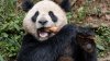 FOTOS: Conoce a la pareja de pandas gigantes que llegan al zoológico de San Diego desde China