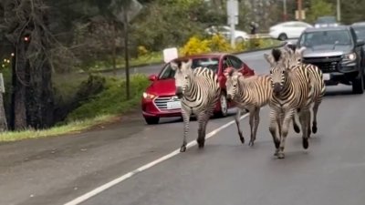 Runaway zebras corralled in Washington state; one still missing