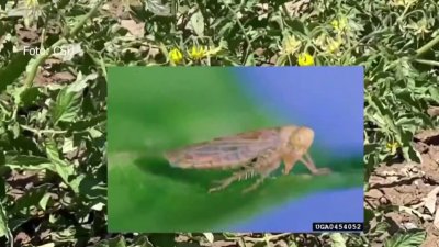 Detectan presencia de plaga en plantas de tomate en el condado Stanislaus