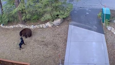 Video capta el encuentro entre un oso y un perro al norte de California