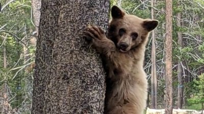 Residente dispara y mata a un oso pequeño, según organización