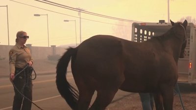 Rescatan a animales del incendio Mountain en el condado de Ventura