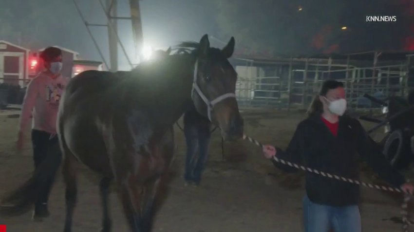 Rescatan a caballos de peligrosas llamas en Altadena