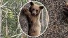 No enfrenta cargos criminales residente que dispara y mata a oso en South Lake Tahoe, según CDFW