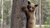 Residente dispara y mata a un oso pequeño en South Lake Tahoe, según Bear League