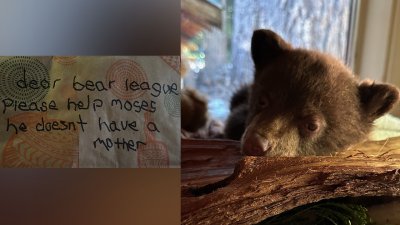 Dejan a oso en la puerta de una organización en el condado Placer