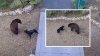 “Bailando con los osos” video capta encuentro entre oso y perro al norte de California