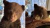 “No tiene mamá”: dejan a cachorro de oso en refugio previo al Día de las Madres