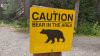 Aplican eutanasia a oso que ingresó a gimnasio de una escuela en California