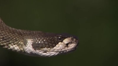 Ofrecen recomendaciones por presencia de serpientes al norte de California