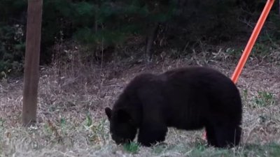 ¿Sabes qué hacer si te encuentras con un oso? Esto dicen las autoridades