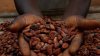 El precio del cacao sigue causando preocupación en industria del chocolate