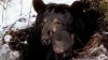 “Hay una cosa que los atrae hacia la gente, la comida”: autoridades ante encuentros con osos