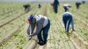 Discuten propuesta de ley que pondría en riesgo la “estabilidad laboral” de campesinos en California