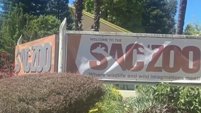 Zoológico de Sacramento cerrará más temprano debido a la ola de calor