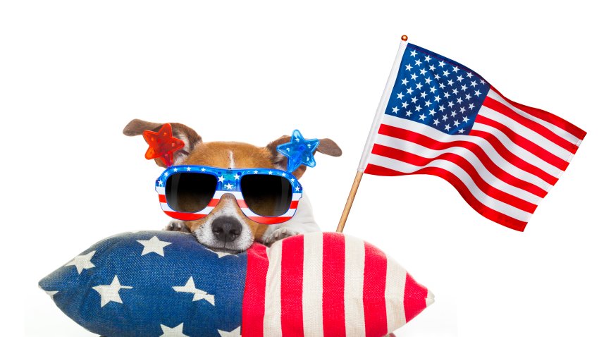 jack russell dog celebrating 4th of july independence day holidays with american flag and sunglasses, isolated on white background