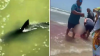 Se amarga la fiesta: tiburón muerde a dos bañistas y les causa heridas graves