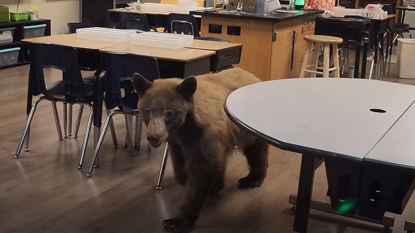 Oso visita salón de clases.