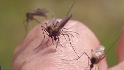 Virus del Nilo Occidental: confirman el primer caso en el condado San Joaquín