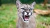 De terror: un puma ataca a un niño de 5 años en California