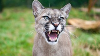 Los pumas pocas veces atacan a los seres humanos.