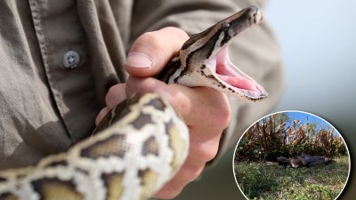 Impactante video: pitón birmana se traga un ciervo de 77 libras