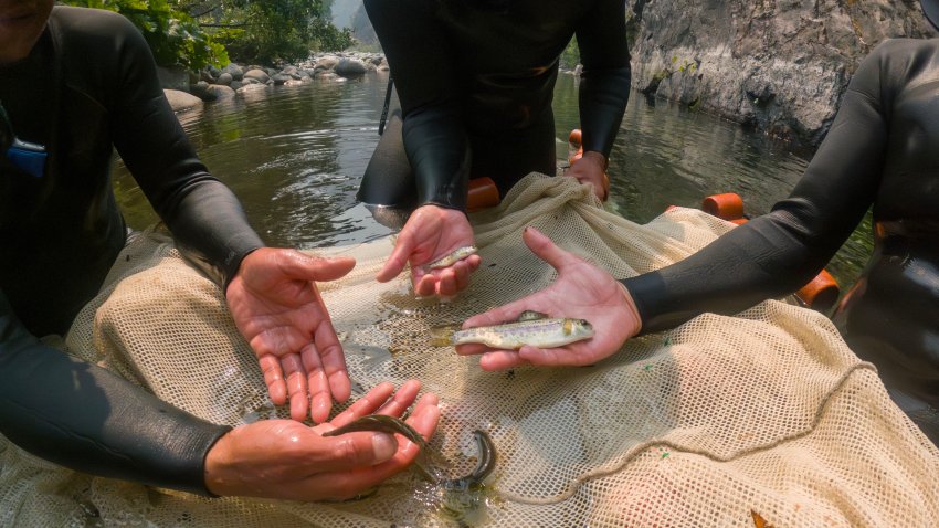 SOMES BAR, CA – AUGUST 15, 2024: Biologists  capture juvenile Coho salmon, Chinook salmon and steelhead trout in Wooley Creek, a tributary to the Salmon River which is one of the largest tributaries to the Klamath River on August 15,  2024 in Somes Bar, California. The Coho and Chinook are tagged with a monitoring device and also fin clipped for a genetic study.(Gina Ferazzi / Los Angeles Times via Getty Images)