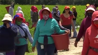 Estos son los desafíos que enfrentan trabajadoras del campo en el Valle Central