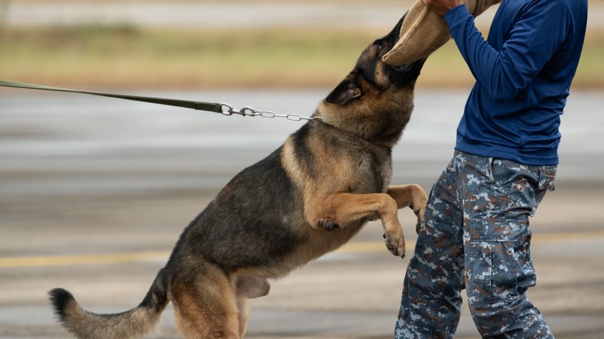 Smart police dog demonstrations to attack the enemy.K9 military dog unit.K-9 training service dogs for police.Soldier with his german shepherd dog.