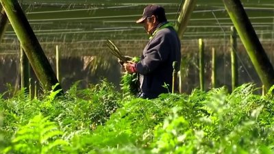 Así protegen nuevas leyes a trabajadores agrícolas en California