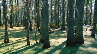 La niña de 14 años fue hallada en un bosque en Louisiana )foto de archivo).