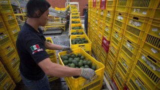 Productores mexicanos de aguacate exportarán unas 110.000 toneladas para el Super Bowl LIX