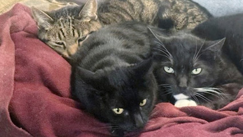 Esta foto facilitada por Joseph Journell de San Bernardino, California, muestra a dos de sus gatos, Alexander, al fondo, y Tuxsie, a la derecha, que murieron de gripe aviar tras beber leche cruda de vaca. (Joseph Journell via AP)