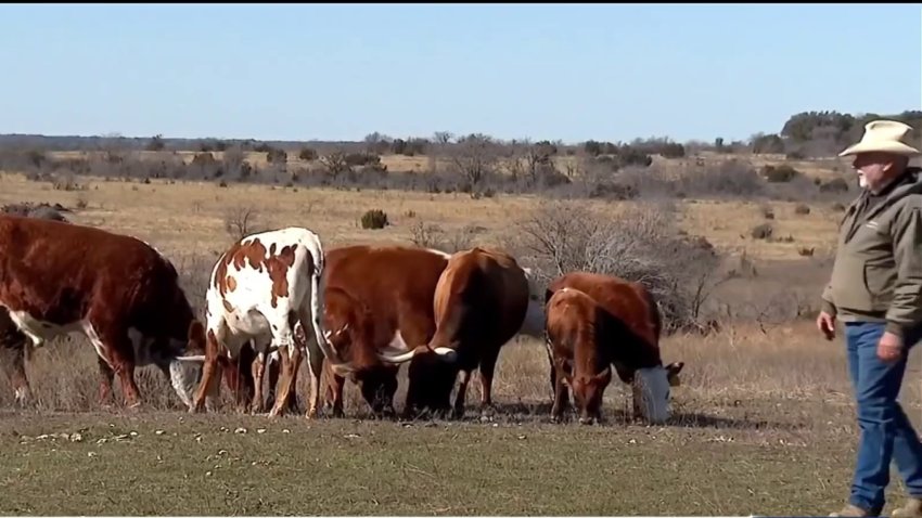 Advierten sobre el gusano barrenador del ganado en Texas