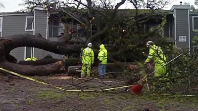 Cae un árbol en  complejo de apartamentos en el condado Sacramento