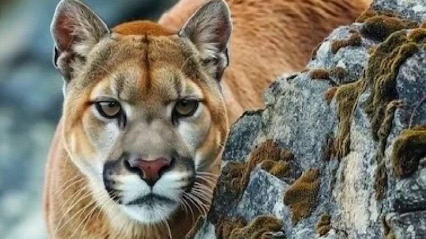 Ofrecen recomendaciones tras avistamiento de puma en el condado Sierra