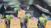 Un jardín de la inocencia para los cuerpos de bebés abandonados en Fresno