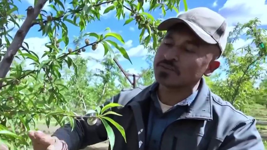 Salud mental: así afecta a trabajadores del campo en el Valle Central