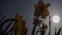 The full moon rises behind Daffodil flowers also known as Narcissus, a genus of predominantly spring flowering perennial plants of the amaryllis family, Amaryllidaceae.Full moon of April 2025 rises in the dark sky, the moon is called a micromoon as it is at the farthest point from Earth and looks smaller than usual. The moon of April is called pink moon referring to the blooming flowers and the spring season. Moon, Luna our earth’s natural satellite is illuminating the night sky. The Moon is an astronomical body orbiting Earth and is the planet’s only natural satellite known as Selene or Luna. Eindhoven, Netherlands on April 12, 2025