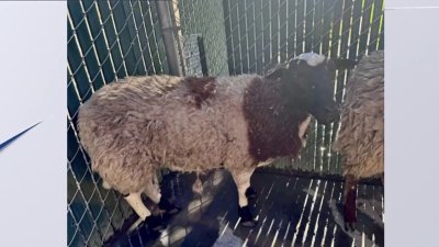 Encuentran a tres borregos en calles de Oakdale: buscan a su dueño