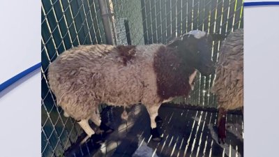 Encuentran a tres borregos en calles de Oakdale: buscan a su dueño