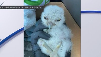 Cuatro polluelos de búho son rescatados en Citrus Heights